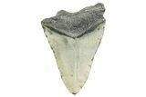 Bargain, Fossil Megalodon Tooth - North Carolina #365985-2